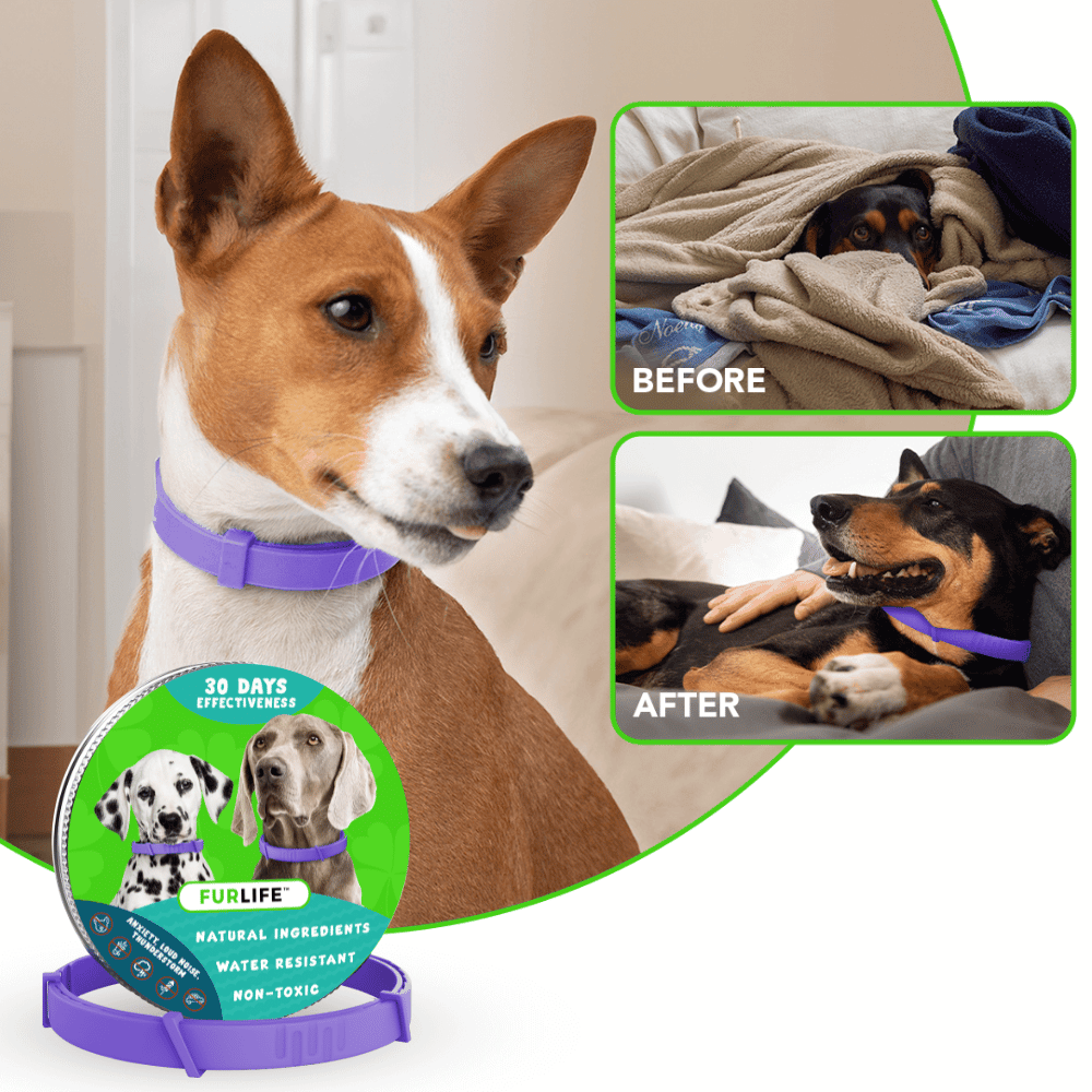 FurLife™ - Natural Pheromone Calming Collar